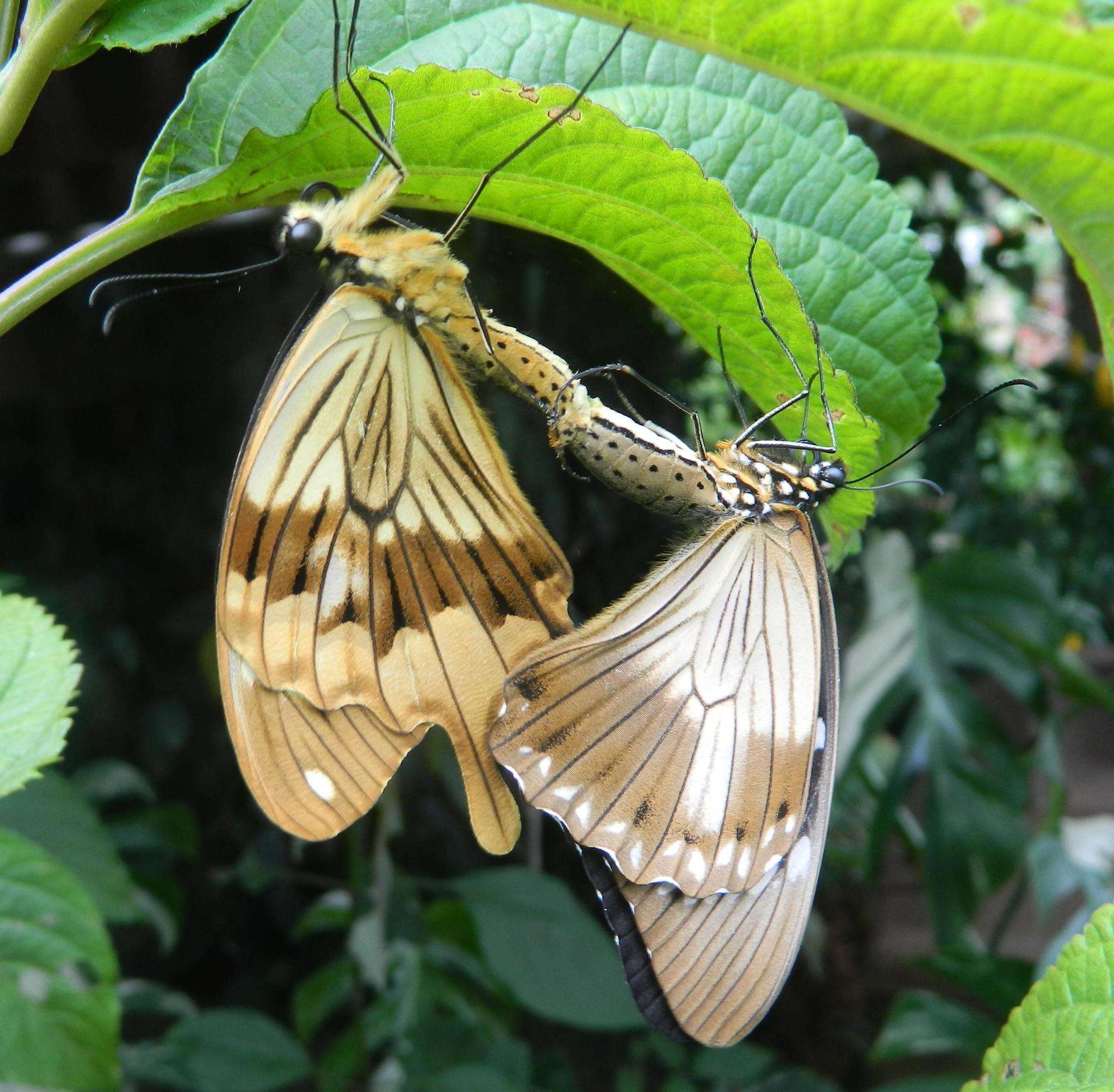 Imagem de Papilio dardanus Brown 1776