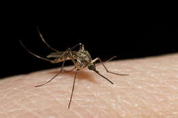 Aedes sticticus (Meigen 1835) resmi