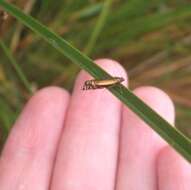 Image of Glyphipterix scintilella Walker 1864