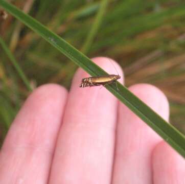 Слика од Glyphipterix scintilella Walker 1864