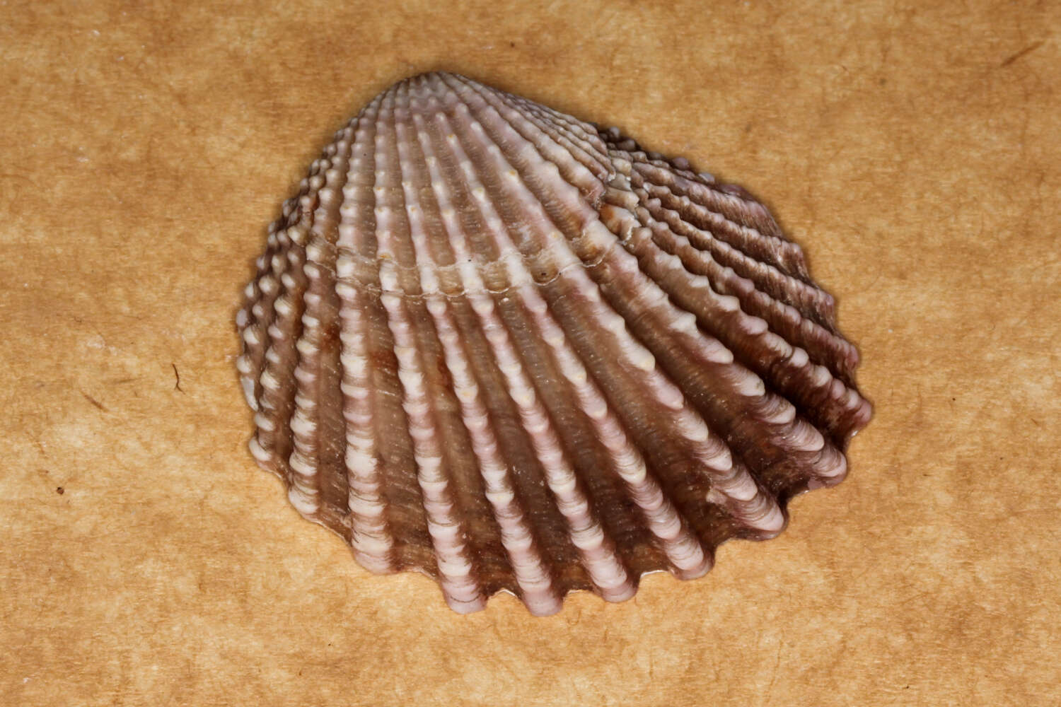 Image of brooch clam