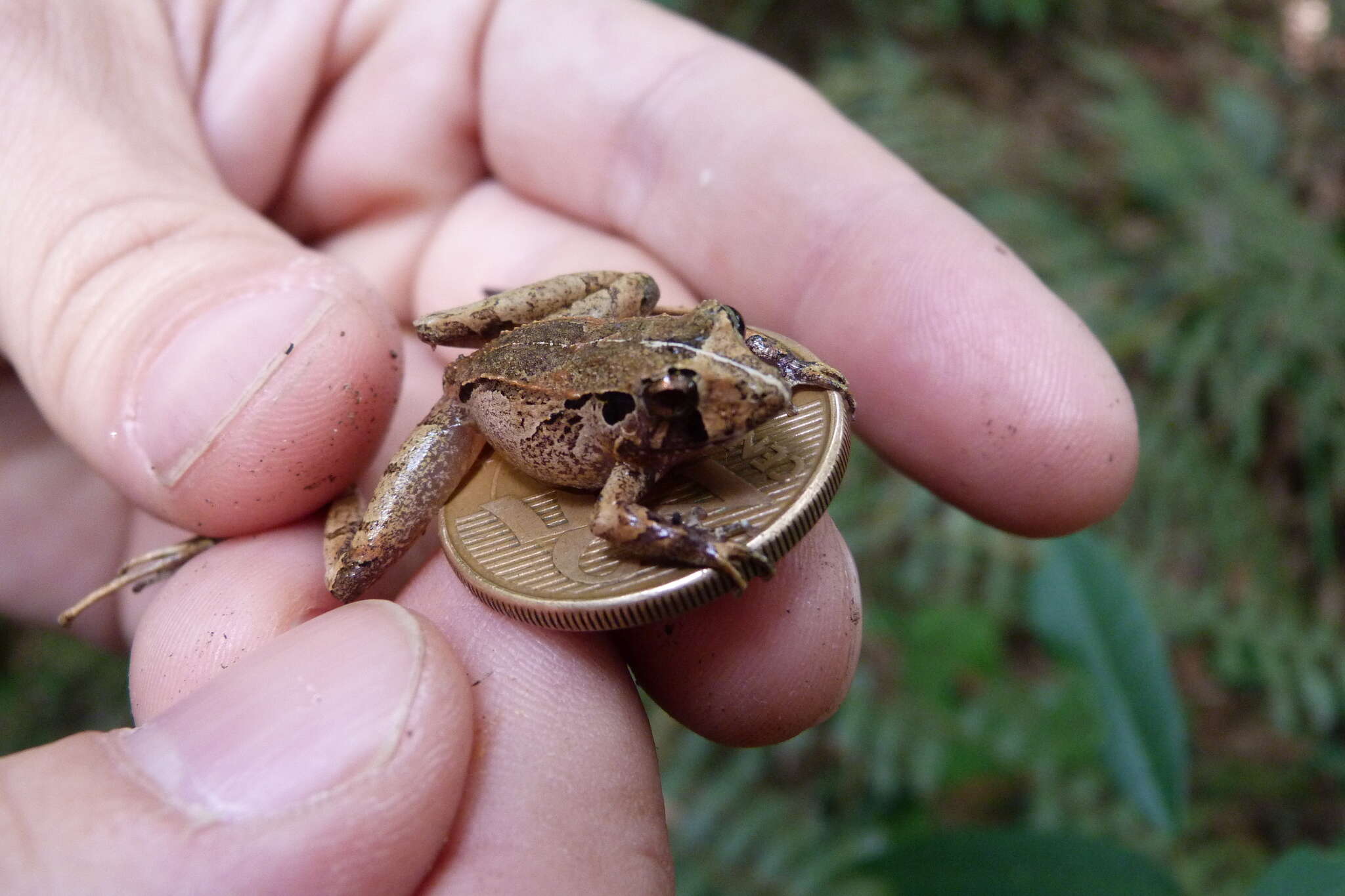 Image of Steindachner's Robber Frog; ra-da-mata