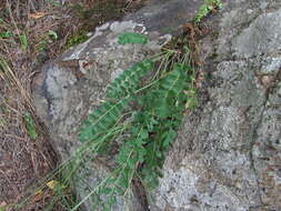 Image de Potentilla pimpinelloides L.