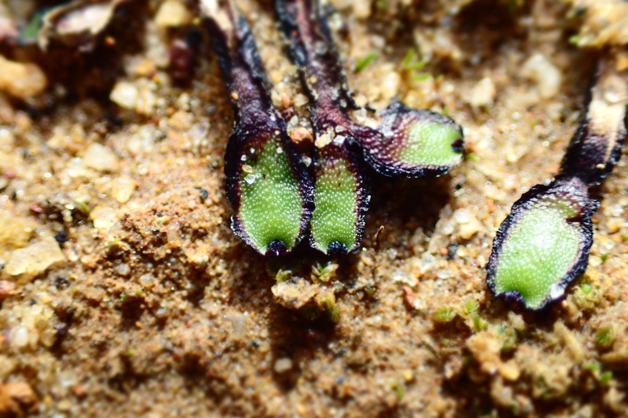 Image of Asterella drummondii (Taylor) R. M. Schust. ex D. G. Long