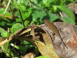 Imagem de Eutropis rugifera (Stoliczka 1870)