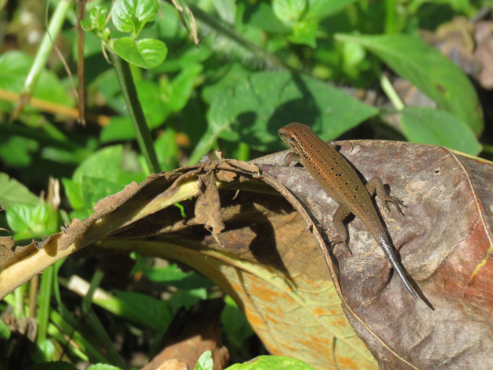 Image of Nicobar Island Skink