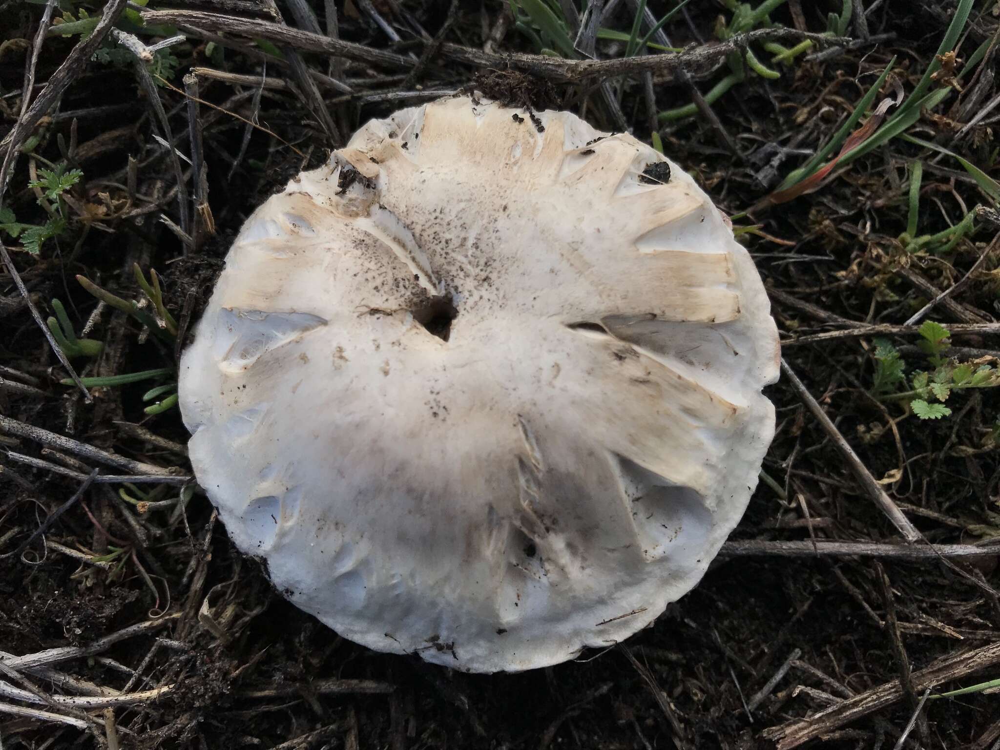 Image of Agaricus pilosporus Peck 1905