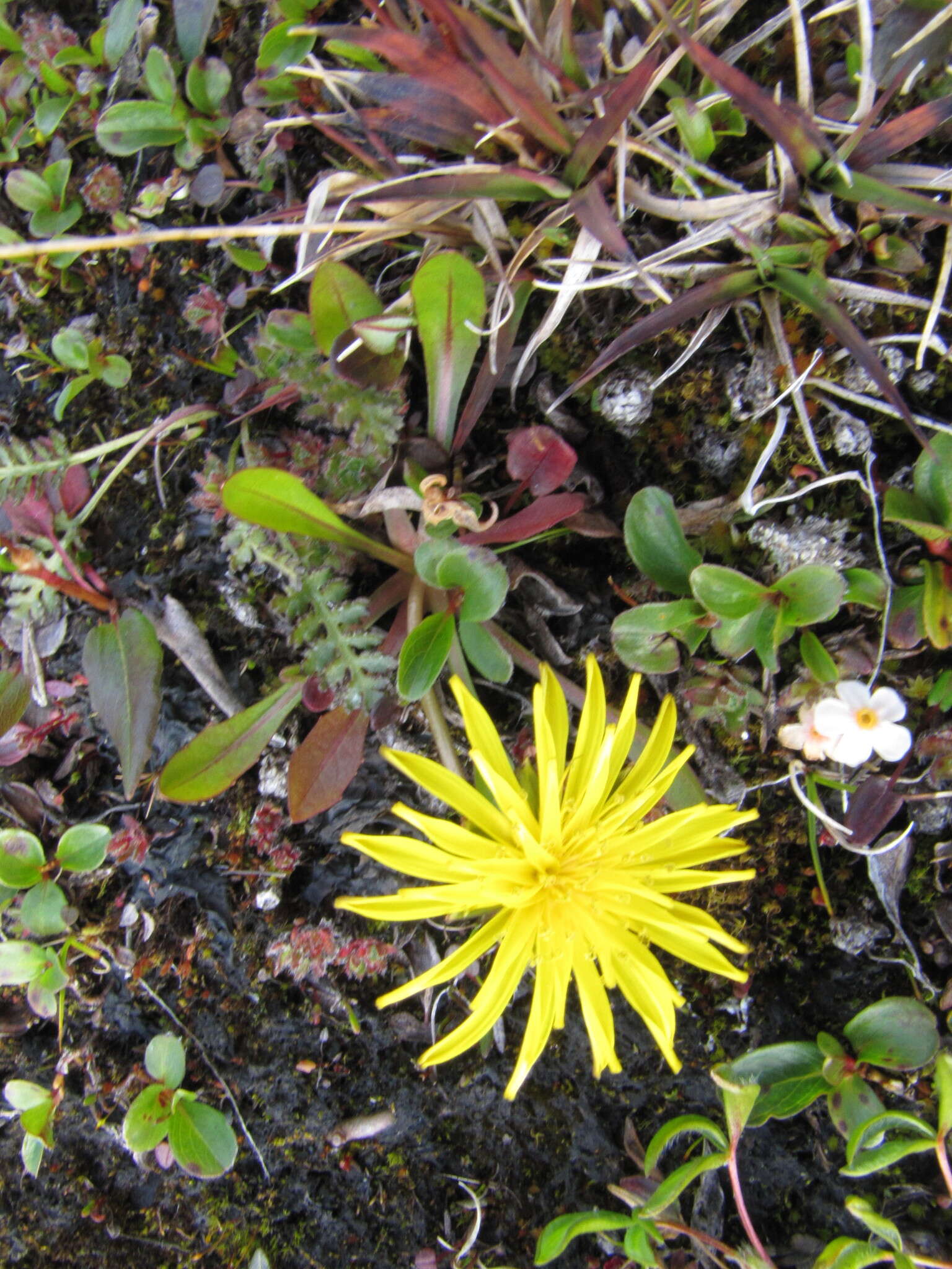 Image of Taraxacum pseudoplatylepium B. A. Yurtsev