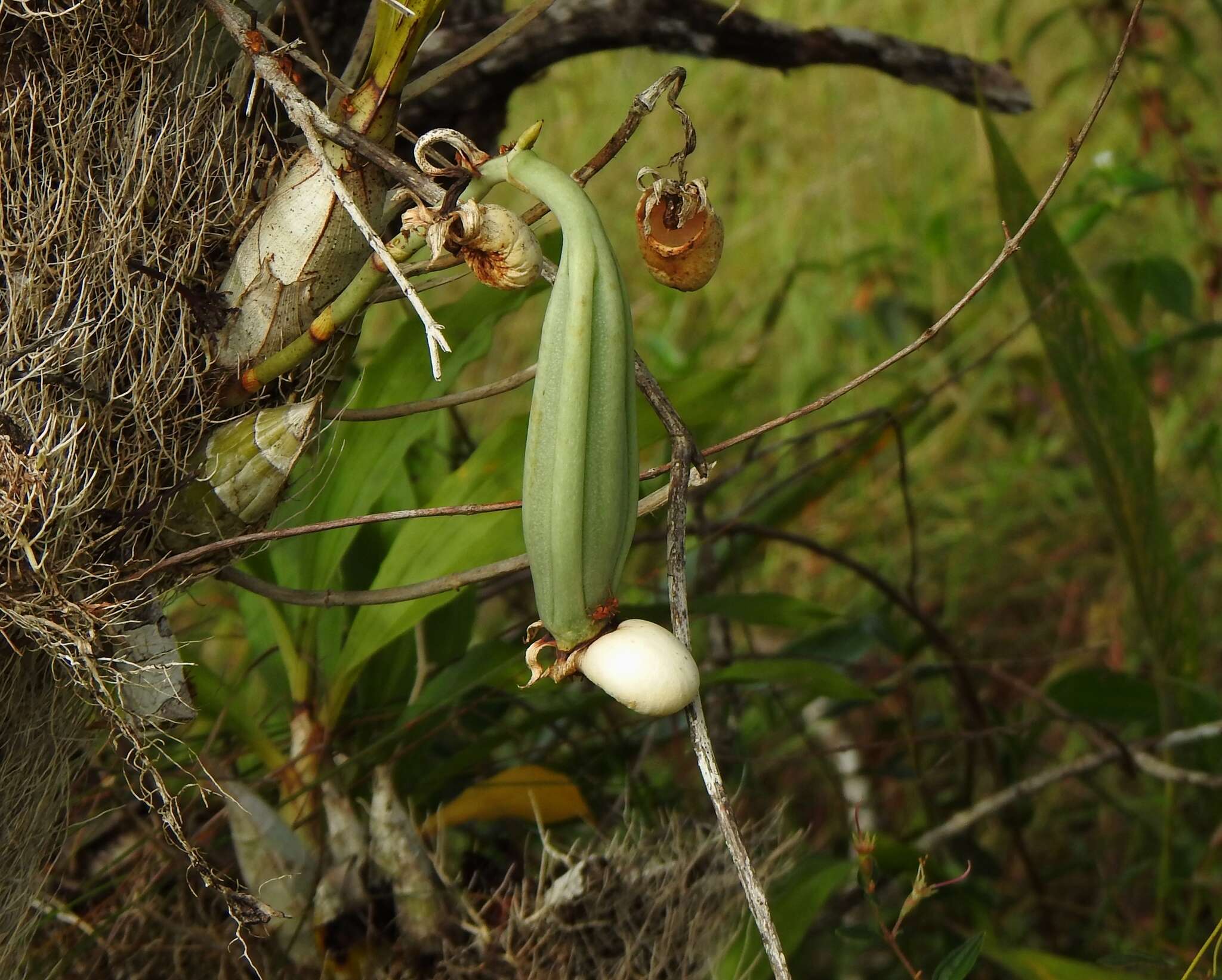 Image of Large-fruited Catasetum