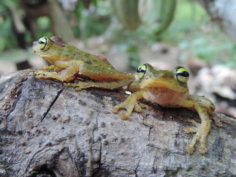 Imagem de Rhacophorus monticola Boulenger 1896