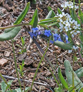 صورة Mertensia brevistyla S. Wats.