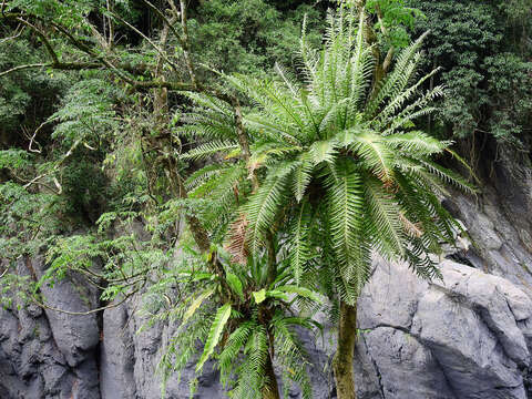 Image of Aglaomorpha coronans (Wall. ex Mett.) Copel.