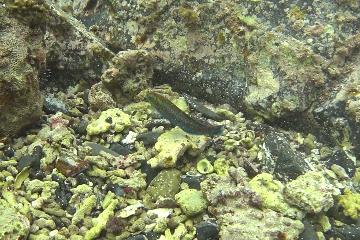 Image of Cupid wrasse