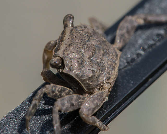 Image of Squareback Marsh Crab