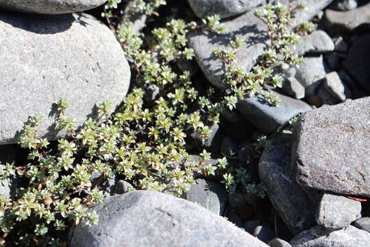 Raoulia tenuicaulis Hook. fil. resmi