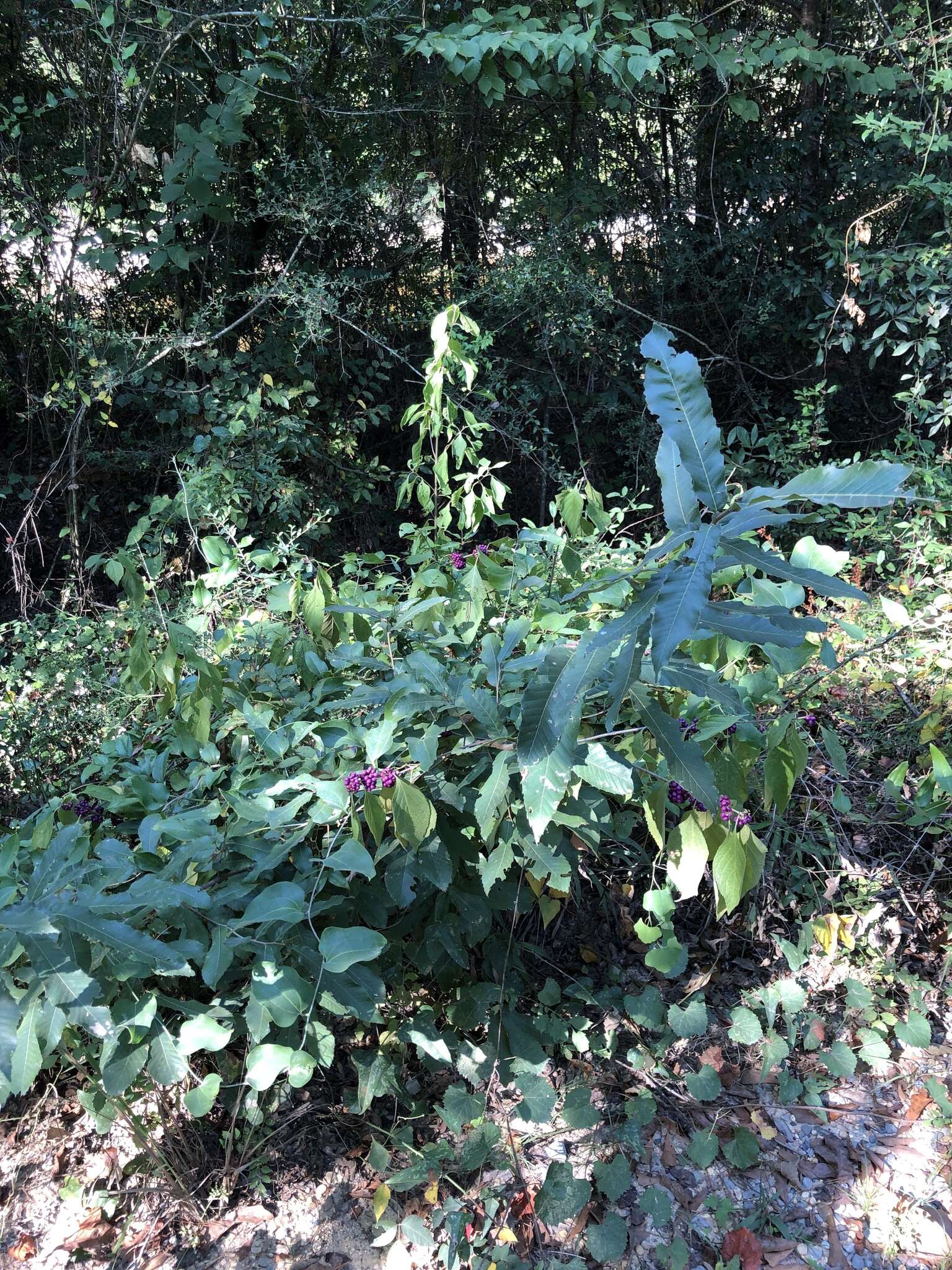 Image de Quercus acutissima Carruth.