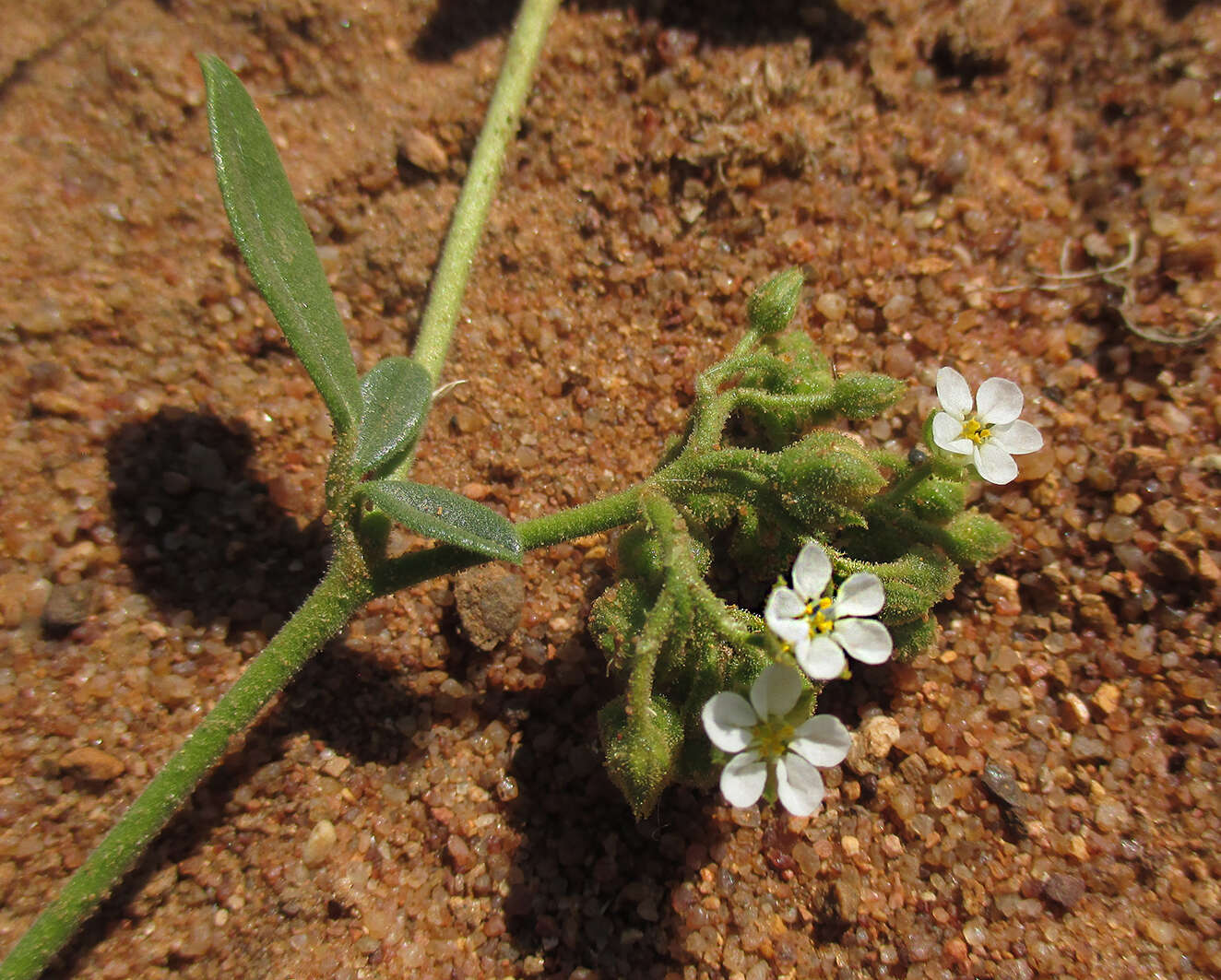 Image of Limeum viscosum (Gay) Fenzl