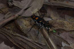 Image of Cicindela (Calochroa) bicolor Fabricius 1781