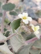 Imagem de Christolea crassifolia Cambess.