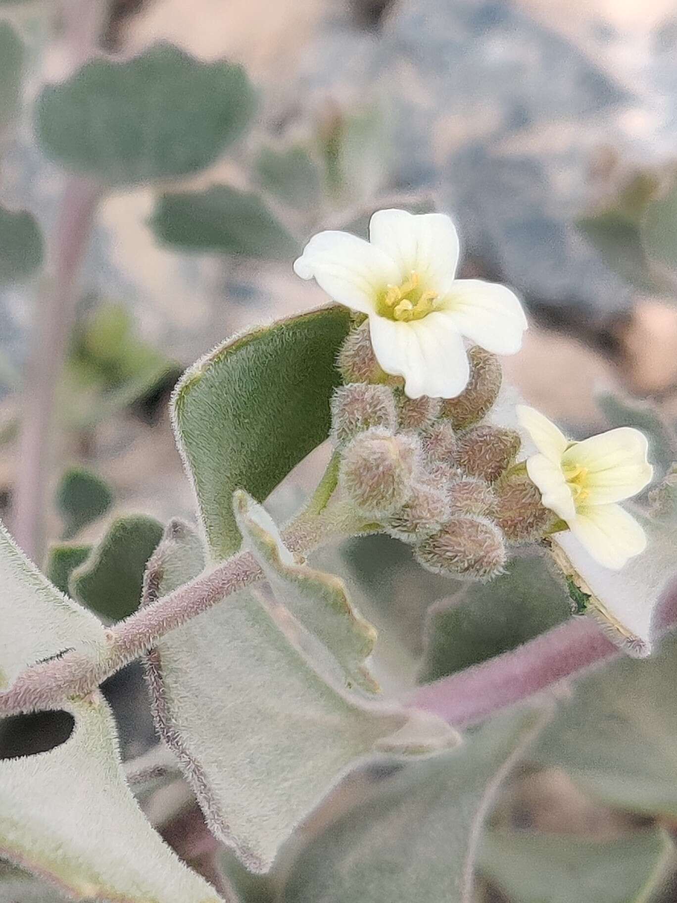 Слика од Christolea crassifolia Cambess.