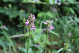 Image de Betonica officinalis L.