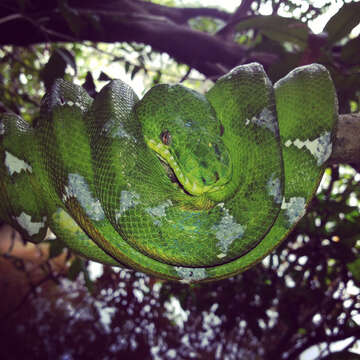 Image of Emerald Tree Boa