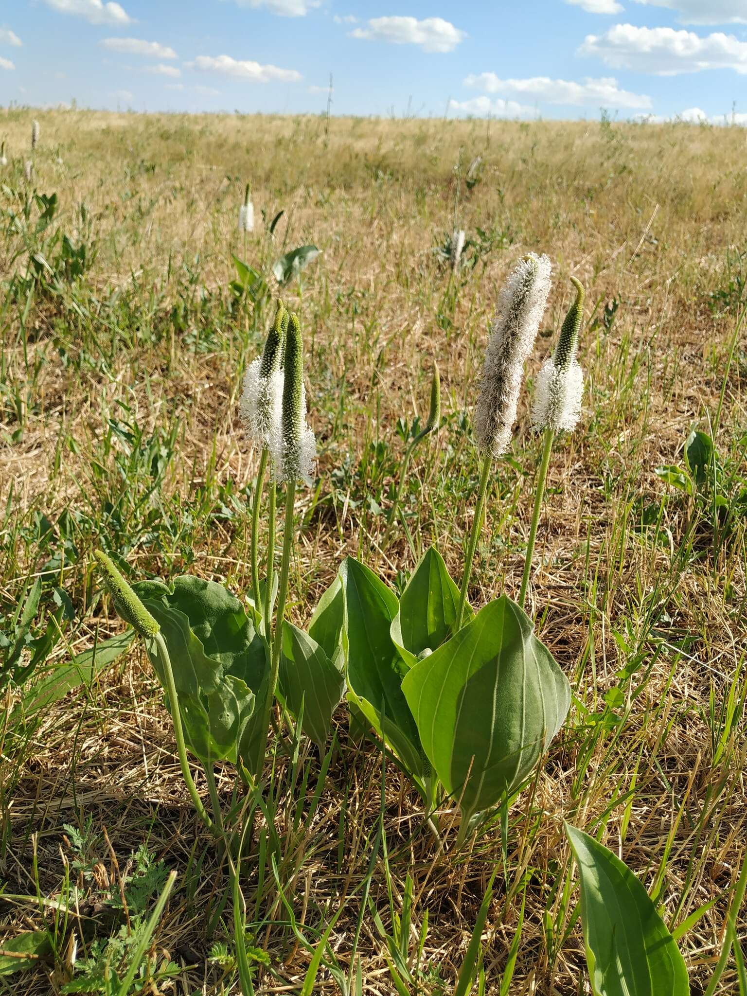 صورة Plantago maxima Juss. ex Jacq.