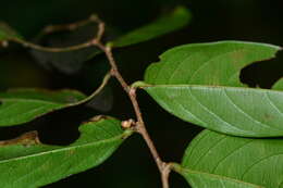 Image of Phyllanthus assamicus Müll. Arg.