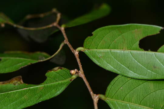 Image of Phyllanthus assamicus Müll. Arg.