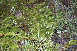 Image of Savin Juniper