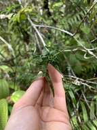 Image of Dracaena reflexa var. parvifolia Thouars ex H. Perrier