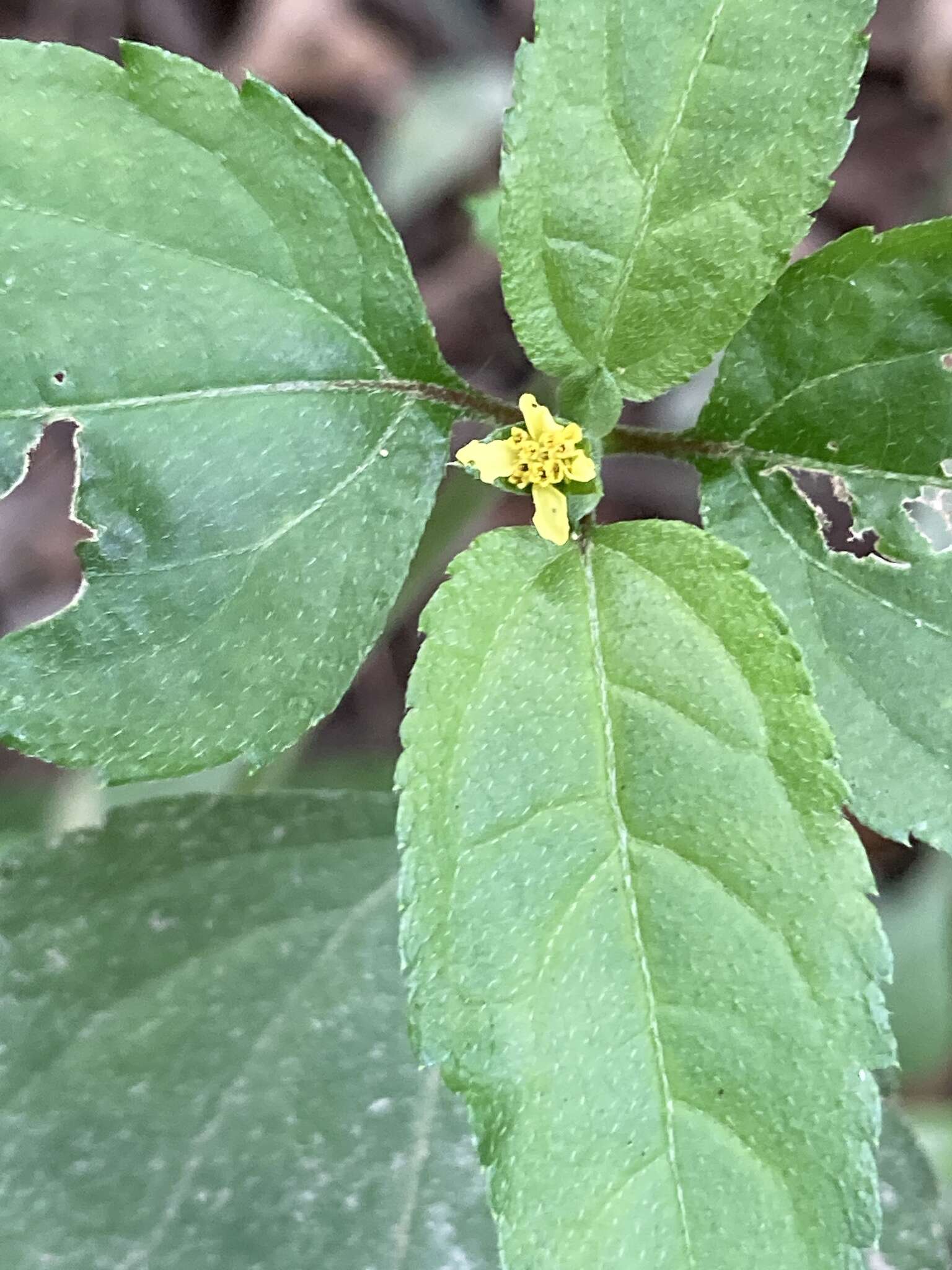 Calyptocarpus brasiliensis (Nees & Mart.) B. L. Turner resmi