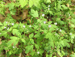 Image of Buttercup Scorpion-Weed