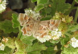 Image of Arizona Powdered-Skipper