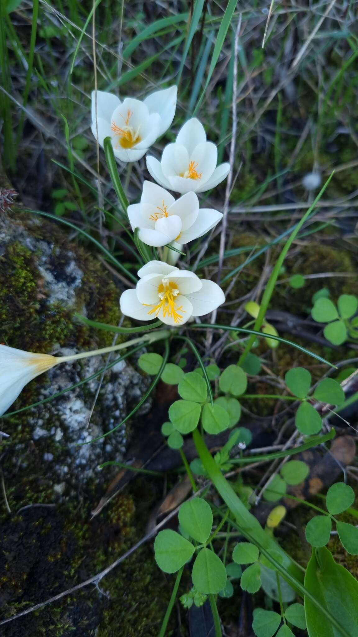 Image of Crocus boryi J. Gay