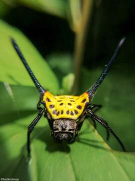 Image of Gasteracantha dalyi Pocock 1900