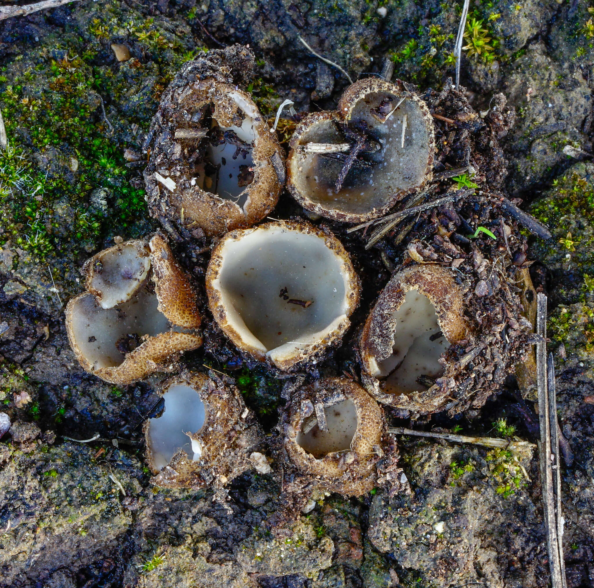 Image of Geopora arenicola (Lév.) Kers 1974