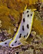 Image de Chromodoris orientalis Rudman 1983