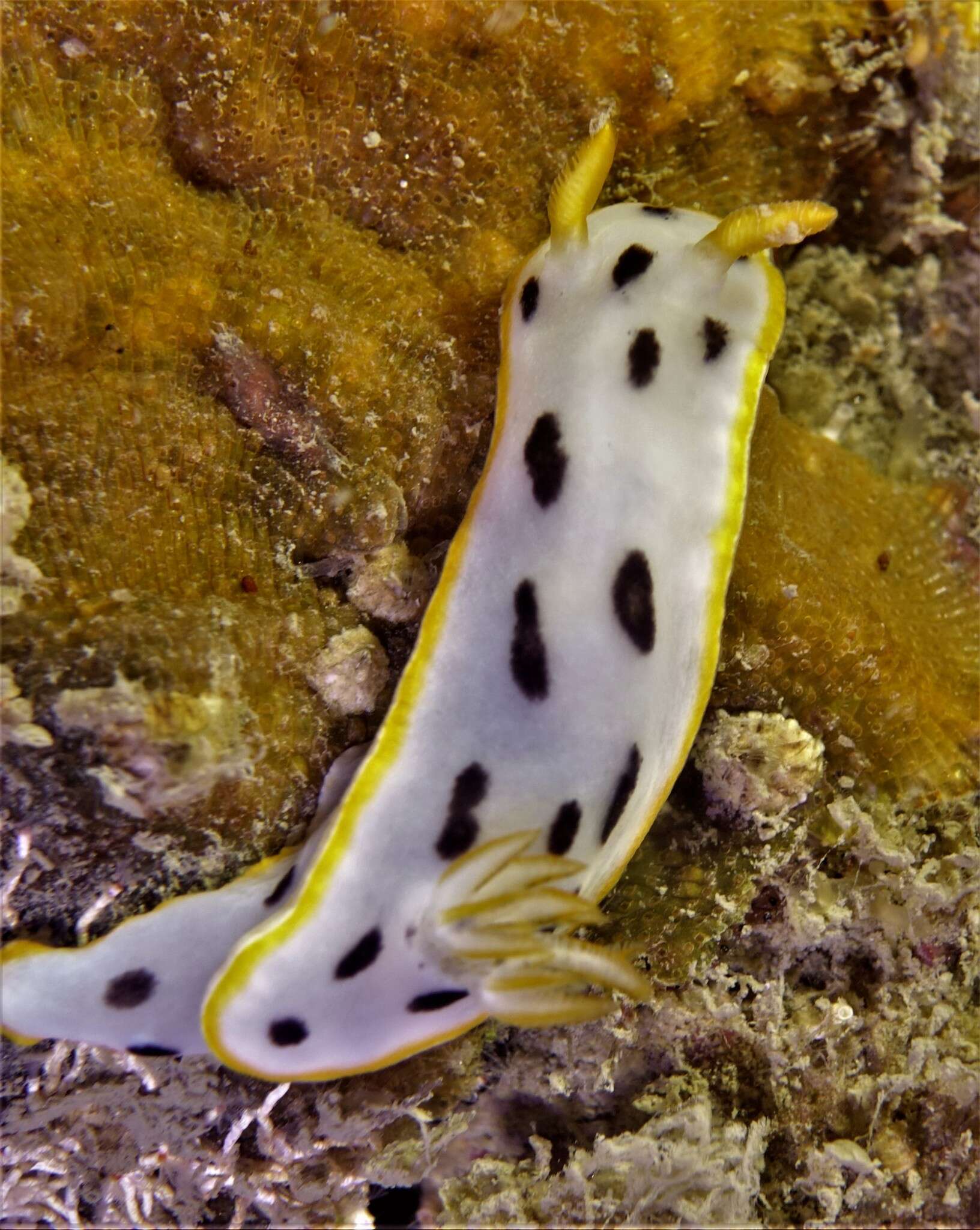 Image de Chromodoris orientalis Rudman 1983