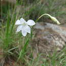 Sivun Gladiolus candidus (Rendle) Goldblatt kuva