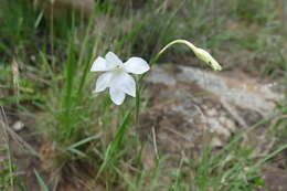 Gladiolus candidus (Rendle) Goldblatt resmi