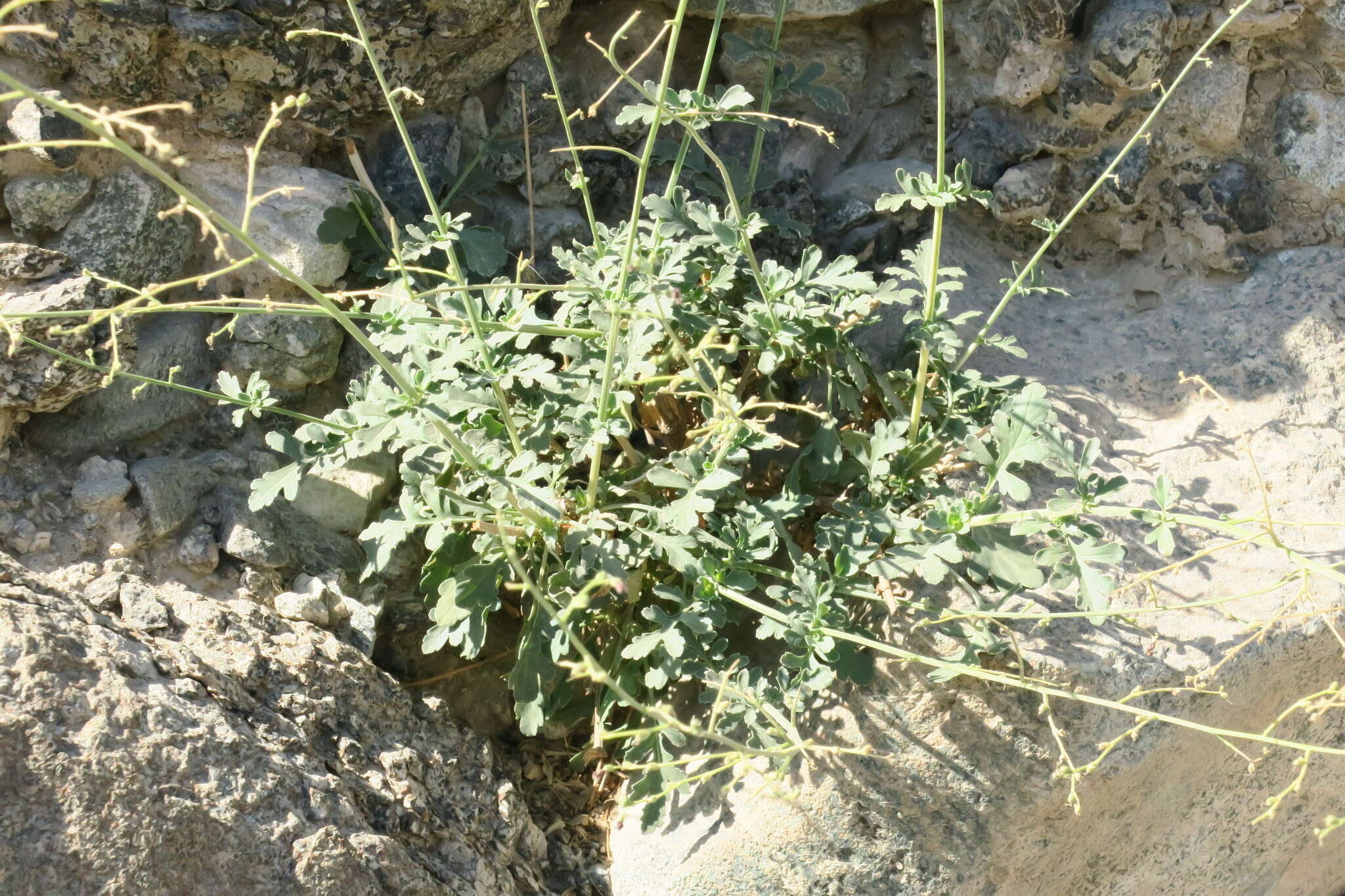 Image of Scrophularia deserti Del.