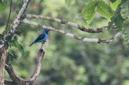 Слика од Cotinga cayana (Linnaeus 1766)