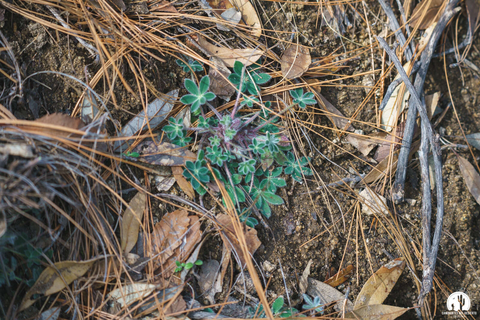 Image of Huachuca Mountain lupine