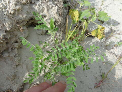 Image de Astragalus contortuplicatus L.