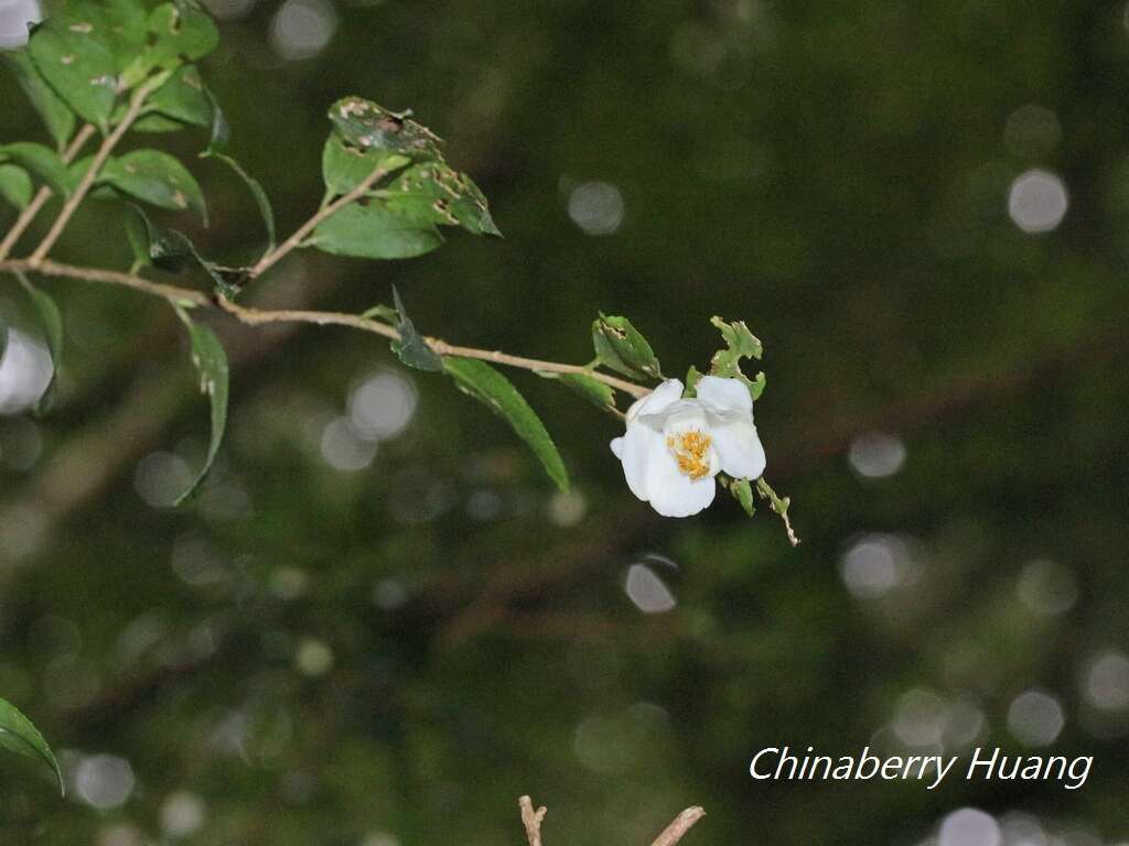 Imagem de Camellia lutchuensis Ito ex Ito & Matsum.