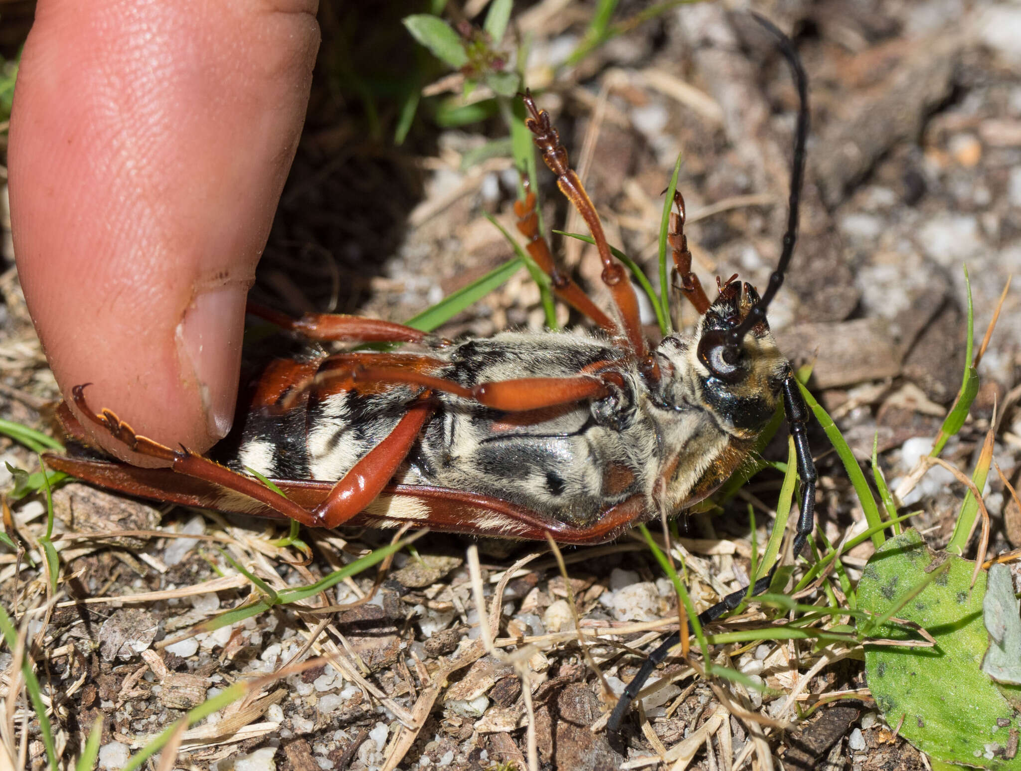 Image of Tragocerus lepidopterus (Schreibers 1802)