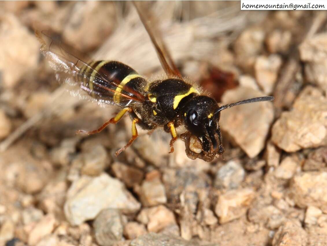 Image of Ancistrocerus oviventris (Wesmael 1836)