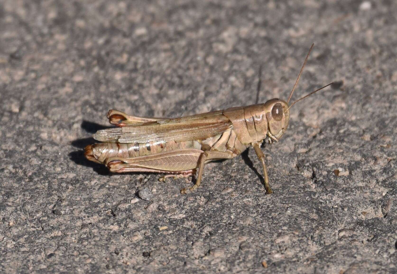 Слика од Melanoplus yarrowii (Thomas & C. 1875)