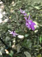 Image of Epidendrum centropetalum Rchb. fil.